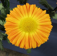 Masons Orange Nuclear Stock